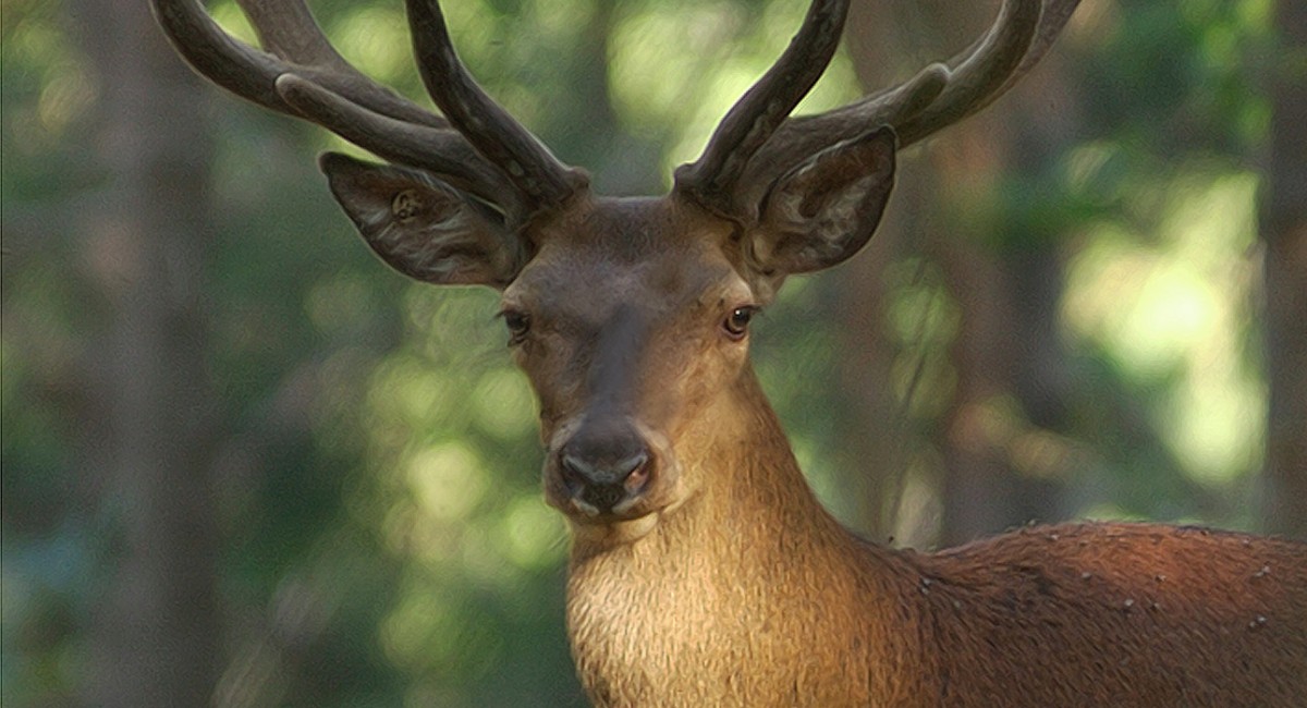Foto ciervo de frente