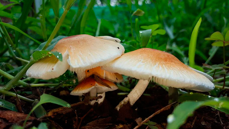 turismo micológico en Aragón