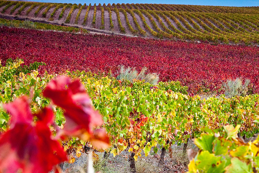 El paisaje otoñal de la vendimia en la Comarca Campo de Cariñena